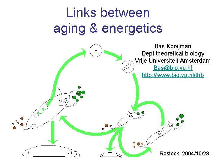 Links between aging & energetics Bas Kooijman Dept theoretical biology Vrije Universiteit Amsterdam Bas@bio.