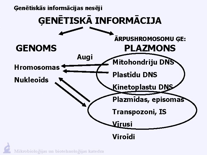 Ģenētiskās informācijas nesēji ĢENĒTISKĀ INFORMĀCIJA GENOMS Hromosomas Nukleoīds ĀRPUSHROMOSOMU ĢE: Augi PLAZMONS Mitohondriju DNS