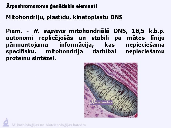 Ārpushromosomu ģenētiskie elementi Mitohondriju, plastīdu, kinetoplastu DNS Piem. - H. sapiens mitohondriālā DNS, 16,