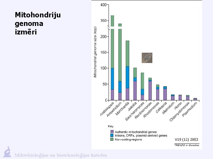 Mitohondriju genoma izmēri 