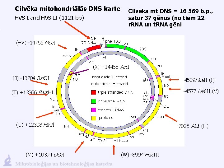 Cilvēka mitohondriālās DNS karte HVS I and HVS II (1121 bp) Cilvēka mt DNS