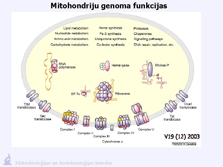 Mitohondriju genoma funkcijas 