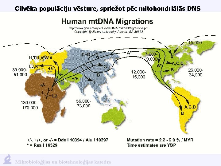 Cilvēka populāciju vēsture, spriežot pēc mitohondriālās DNS 