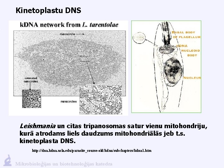 Kinetoplastu DNS Leishmania un citas tripanosomas satur vienu mitohondriju, kurā atrodams liels daudzums mitohondriālās