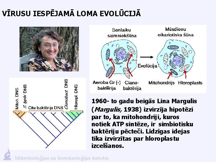 VĪRUSU IESPĒJAMĀ LOMA EVOLŪCIJĀ 1960 - to gadu beigās Lina Margulis (Margulis, 1938) izvirzīja