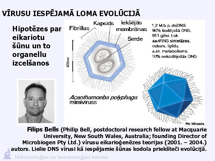 VĪRUSU IESPĒJAMĀ LOMA EVOLŪCIJĀ Hipotēzes par eikariotu šūnu un to organellu izcelšanos Filips Bells