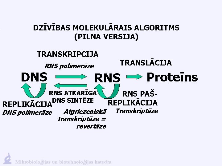 DZĪVĪBAS MOLEKULĀRAIS ALGORITMS (PILNA VERSIJA) TRANSKRIPCIJA RNS polimerāze DNS TRANSLĀCIJA RNS ATKARĪGA DNS SINTĒZE