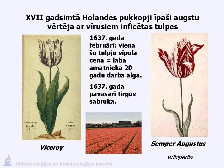 XVII gadsimtā Holandes puķkopji īpaši augstu vērtēja ar vīrusiem inficētas tulpes 1637. gada februārī: