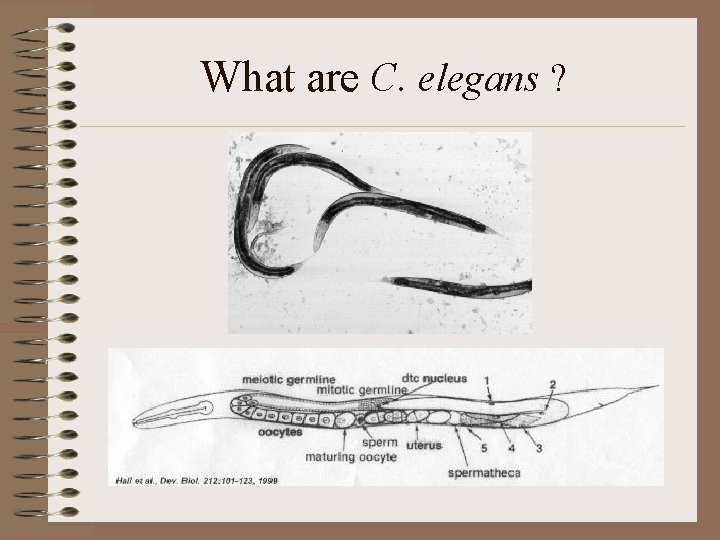 What are C. elegans ? 