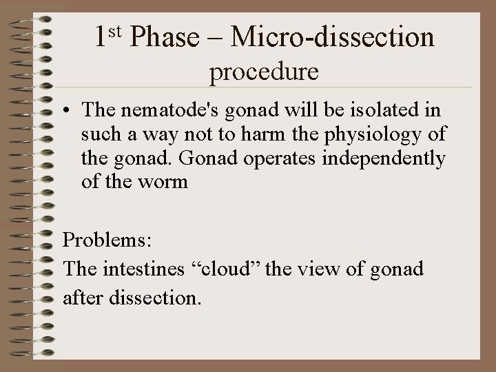 1 st Phase – Micro-dissection procedure • The nematode's gonad will be isolated in