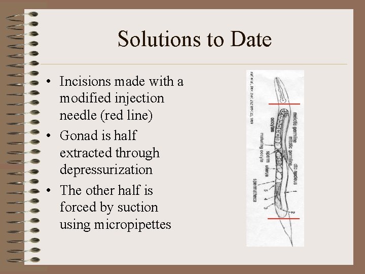 Solutions to Date • Incisions made with a modified injection needle (red line) •