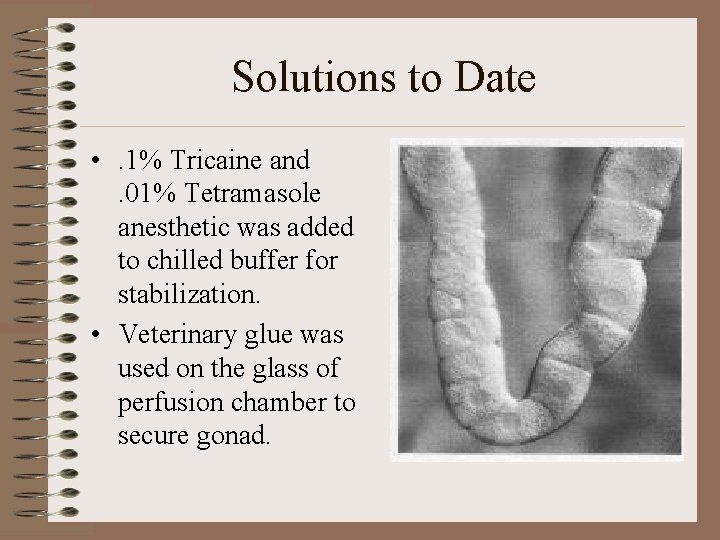 Solutions to Date • . 1% Tricaine and. 01% Tetramasole anesthetic was added to