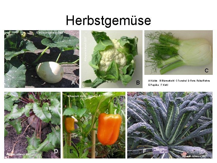 Herbstgemüse ©Gwyneth Marsh 2007 ©Susan Johnson 2007 C A ©Gwyneth Marsh 2007 A Kürbis