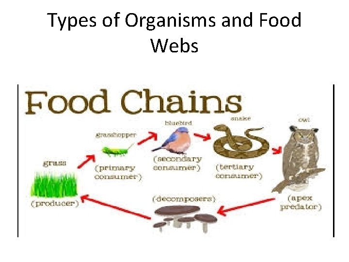 Types of Organisms and Food Webs 