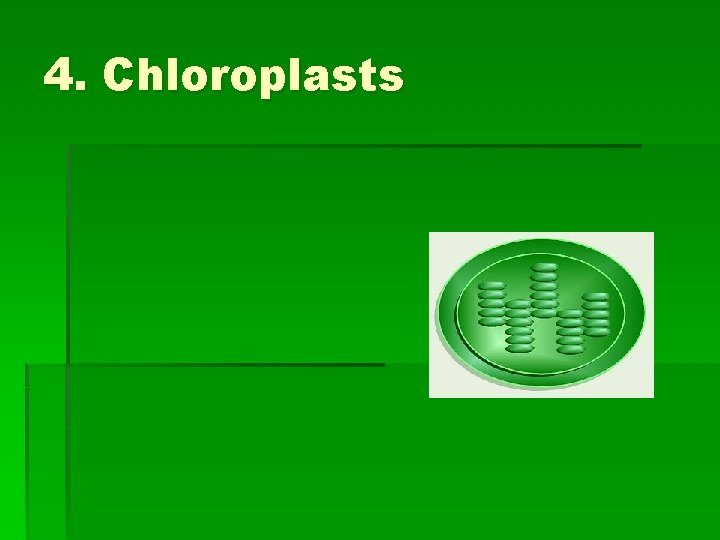 4. Chloroplasts 