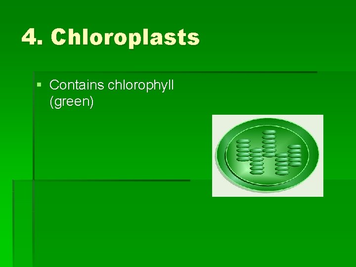 4. Chloroplasts § Contains chlorophyll (green) 