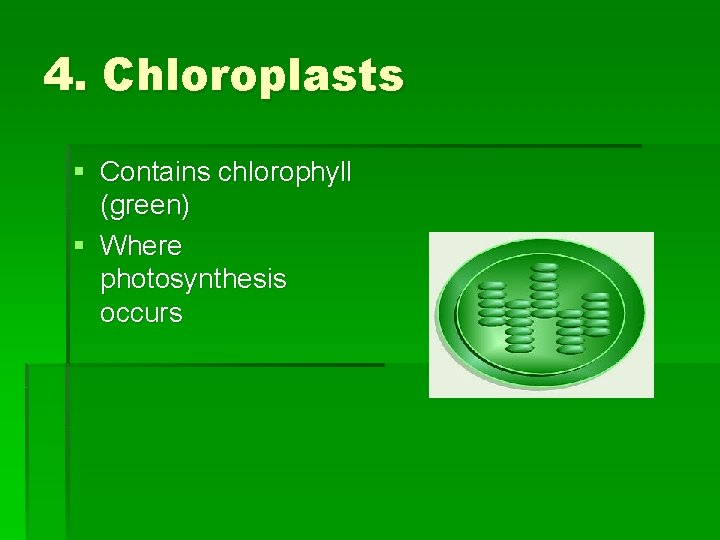 4. Chloroplasts § Contains chlorophyll (green) § Where photosynthesis occurs 