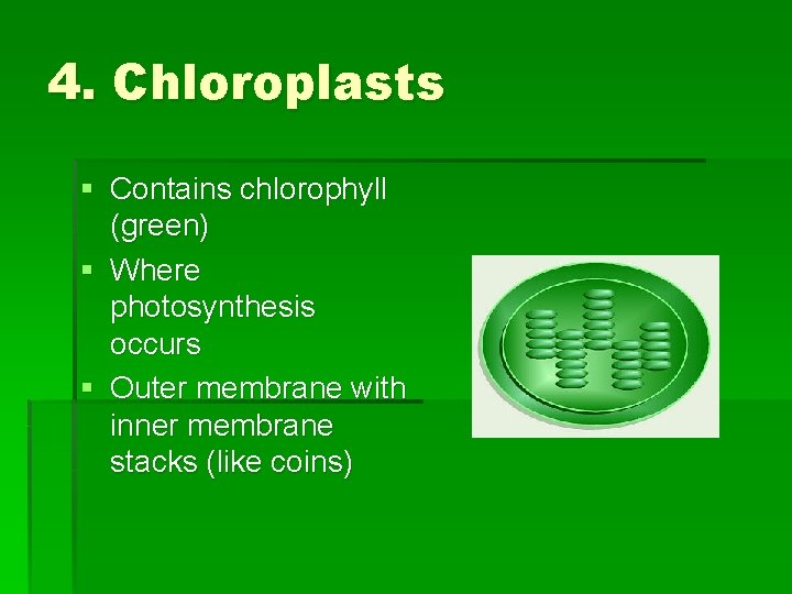 4. Chloroplasts § Contains chlorophyll (green) § Where photosynthesis occurs § Outer membrane with