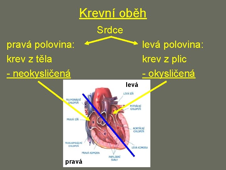 Krevní oběh Srdce pravá polovina: krev z těla - neokysličená levá polovina: krev z