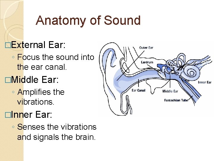Anatomy of Sound �External Ear: ◦ Focus the sound into the ear canal. �Middle