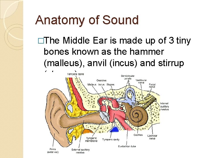 Anatomy of Sound �The Middle Ear is made up of 3 tiny bones known