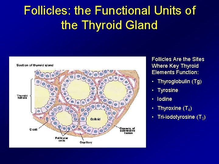 Follicles: the Functional Units of the Thyroid Gland Follicles Are the Sites Where Key