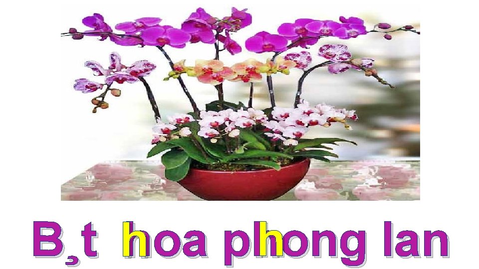 * h B¸t h hoa phong lan 