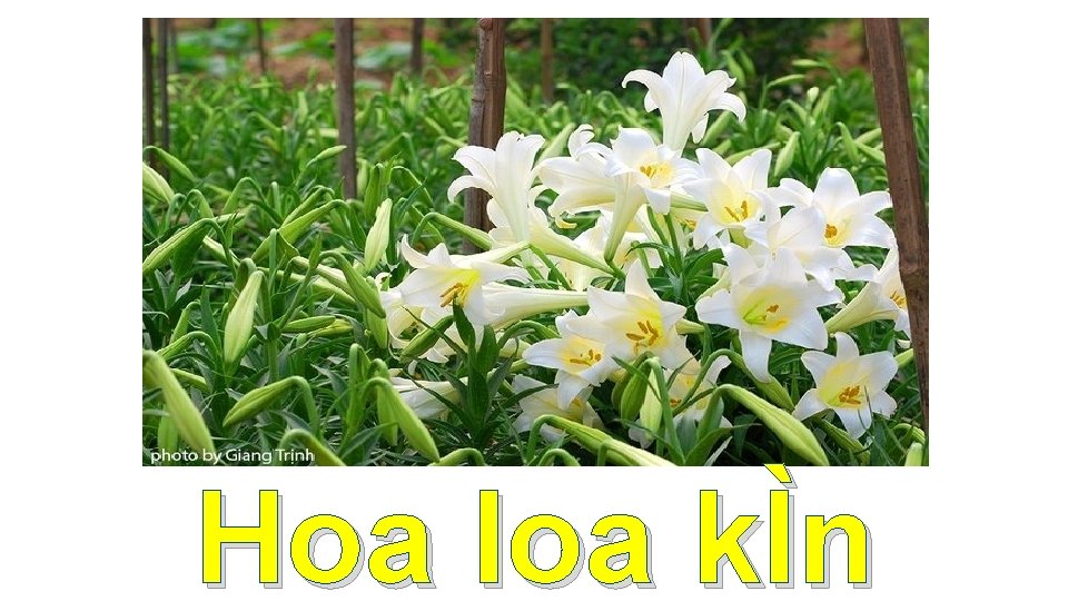 Hoa loa kÌn 