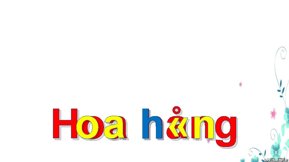 oa h «n Hoa hång 