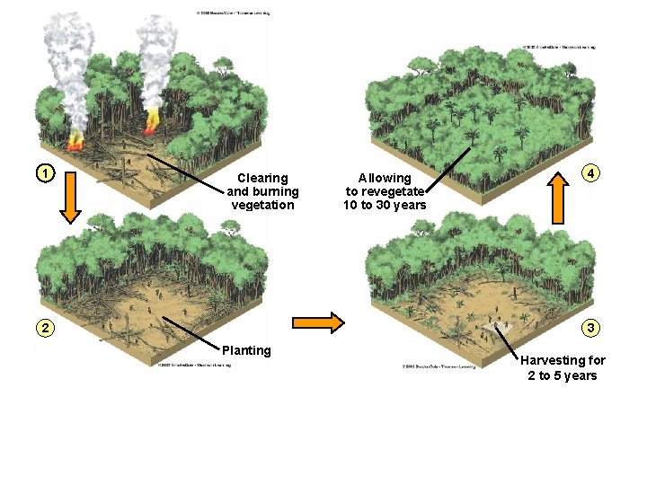 1 Clearing and burning vegetation 2 Allowing to revegetate 10 to 30 years 4