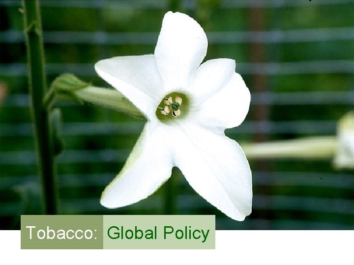 Tobacco: Global Policy 