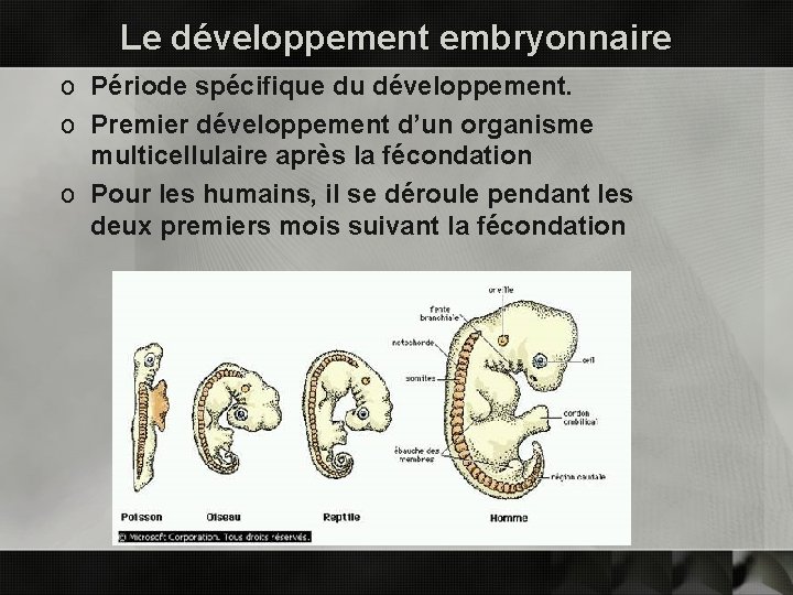 Le développement embryonnaire o Période spécifique du développement. o Premier développement d’un organisme multicellulaire