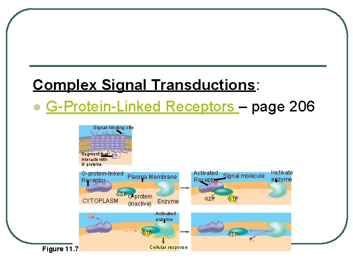Complex Signal Transductions: l G-Protein-Linked Receptors – page 206 Signal-binding site Segment that interacts