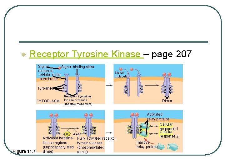 l Receptor Tyrosine Kinase – page 207 Signal-binding sitea molecule Helix in the Membrane