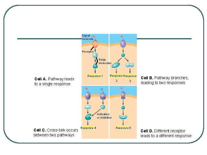 Signal molecule Receptor Relay molecules Cell A. Pathway leads to a single response Response