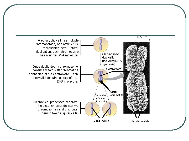 A eukaryotic cell has multiple chromosomes, one of which is represented here. Before duplication,