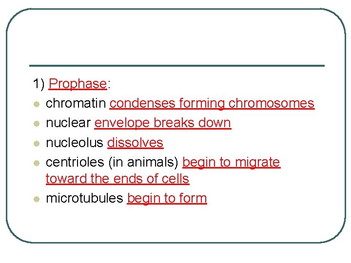 1) Prophase: l chromatin condenses forming chromosomes l nuclear envelope breaks down l nucleolus