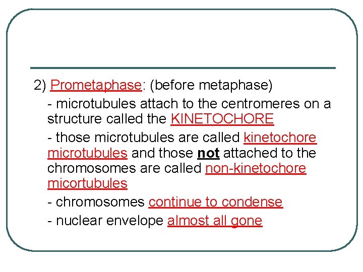 2) Prometaphase: (before metaphase) - microtubules attach to the centromeres on a structure called