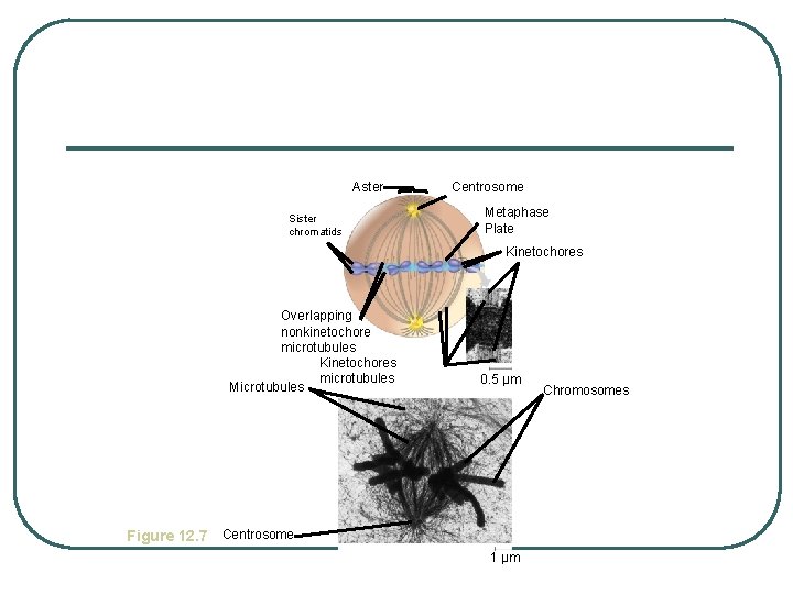 Aster Sister chromatids Centrosome Metaphase Plate Kinetochores Overlapping nonkinetochore microtubules Kinetochores microtubules Microtubules 0.