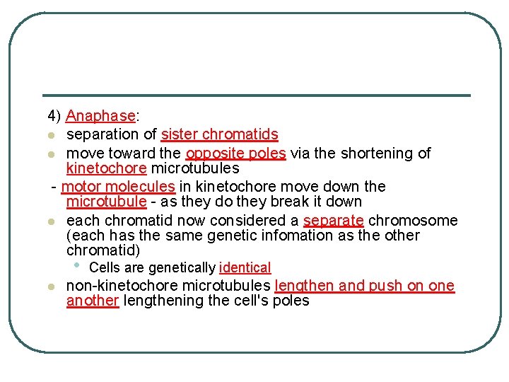4) Anaphase: l separation of sister chromatids l move toward the opposite poles via