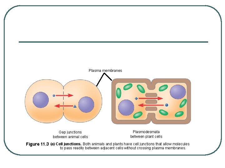 Plasma membranes Gap junctions between animal cells Plasmodesmata between plant cells Figure 11. 3