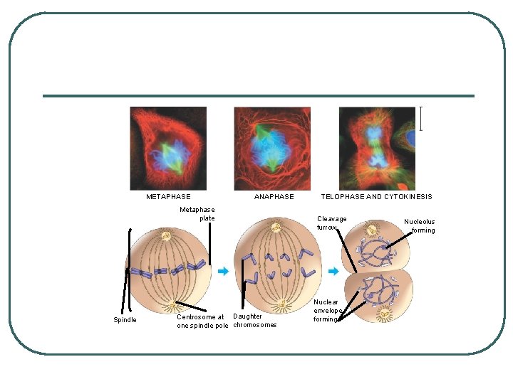 METAPHASE ANAPHASE Metaphase plate Spindle Centrosome at Daughter one spindle pole chromosomes TELOPHASE AND