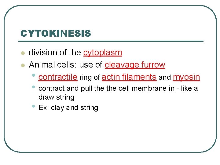 CYTOKINESIS l l division of the cytoplasm Animal cells: use of cleavage furrow •