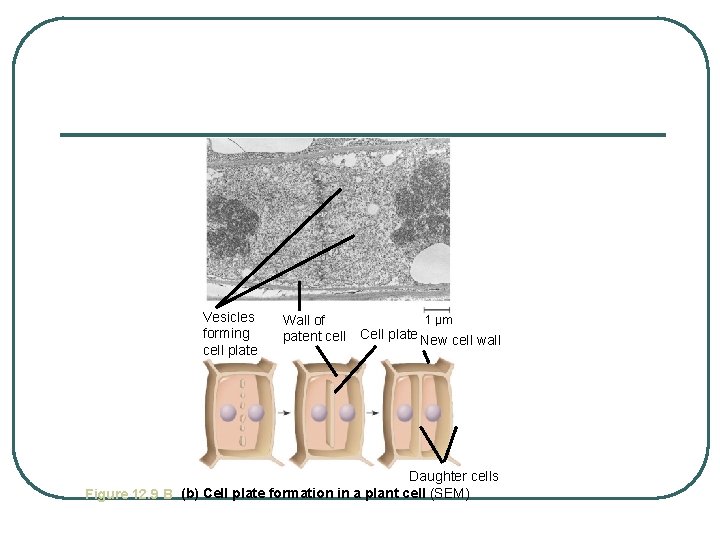 Vesicles forming cell plate 1 µm Wall of patent cell Cell plate New cell