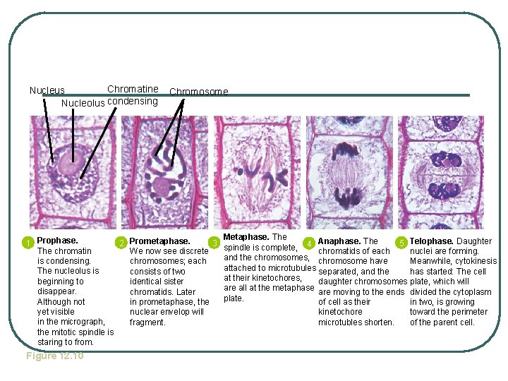 Chromatine Nucleus Nucleolus condensing Chromosome Metaphase. The 2 Prometaphase. 3 1 Prophase. spindle is