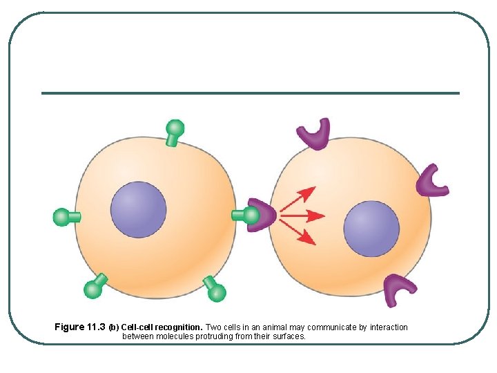 Figure 11. 3 (b) Cell-cell recognition. Two cells in an animal may communicate by