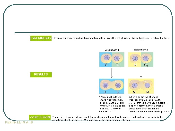 EXPERIMENTS In each experiment, cultured mammalian cells at two different phases of the cell