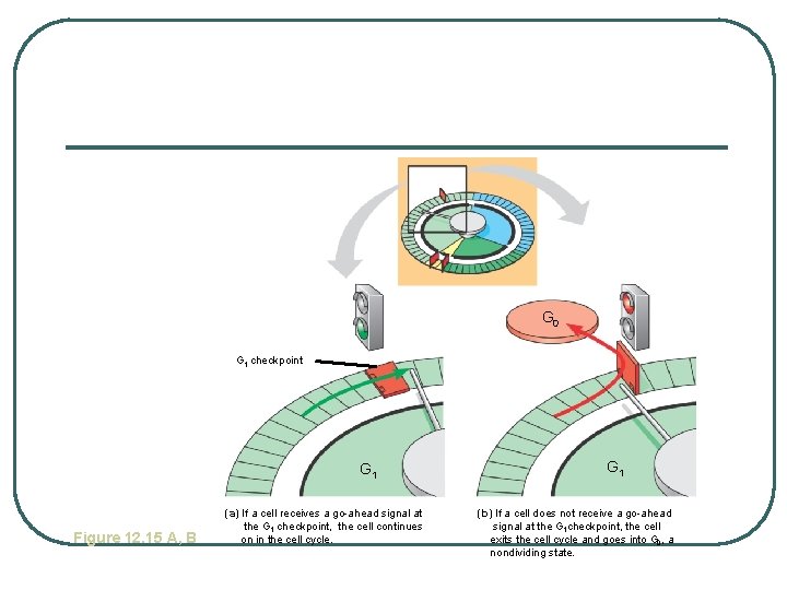 G 0 G 1 checkpoint G 1 Figure 12. 15 A, B (a) If