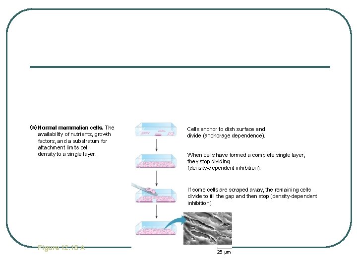 (a) Normal mammalian cells. The availability of nutrients, growth factors, and a substratum for