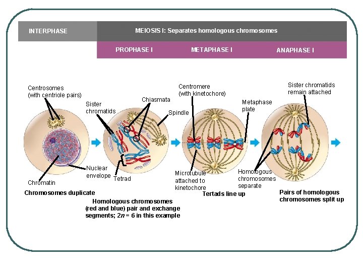 MEIOSIS I: Separates homologous chromosomes INTERPHASE PROPHASE I Centrosomes (with centriole pairs) Sister chromatids